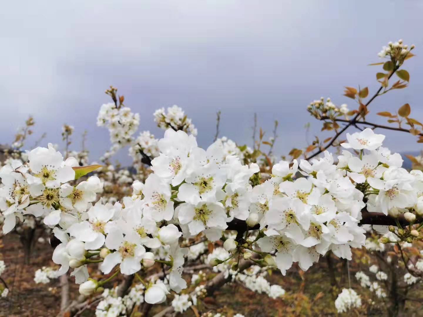 【流年·痕】梨花白，桃花紅（征文·散文）