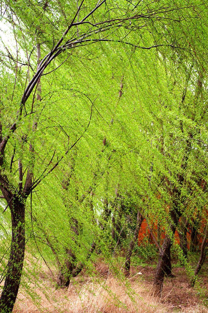 【鳳凰·天】與病毒的幾次遭遇（散文）