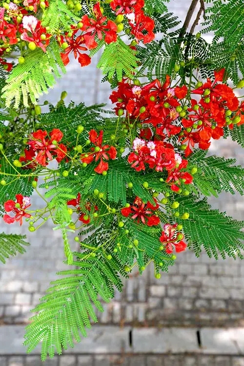 【鳳凰】鳳凰花開的鷺島，一個(gè)追花的女子（散文）