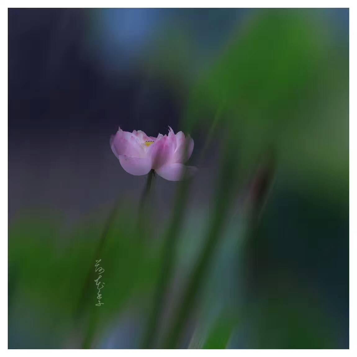 荷花季，下了一場雨