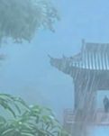 【菊韻】一半風(fēng)雨半盞茶（散文）