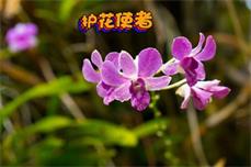 【寧靜?夢(mèng)】護(hù)花老人（散文）