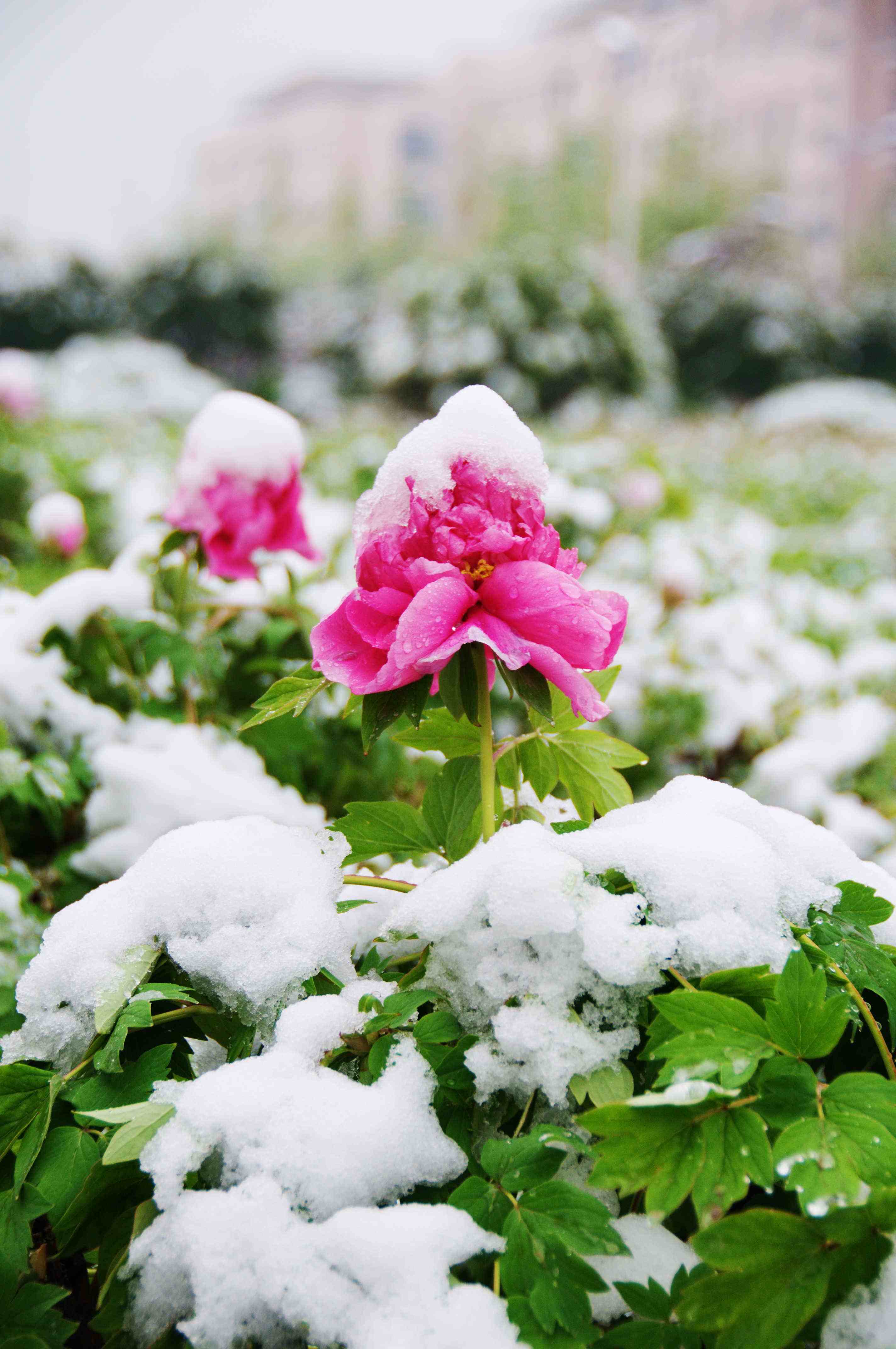 【天涯“紐薇蘭蜂蜜杯”征文】雪花的遐思（散文隨筆）