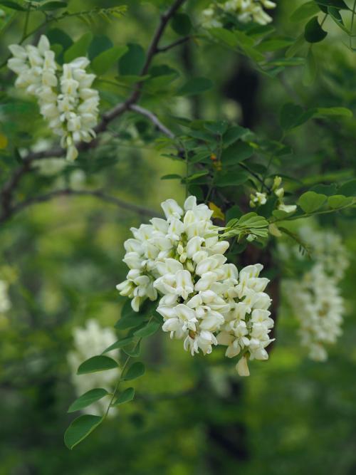 【江南詩意】洋槐花記（散文）